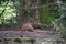 Selective focus shot of a roe deer captured in Wildpark Schwarze Berge