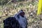 Selective focus shot of a rooster in fenced farm