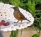 selective focus shot of a rufous bellied thrush (Turdus rufiventris) perched on a table with grapes