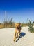 Selective focus shot of a running American Staffordshire terrier dog