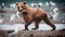 Selective focus shot of a Russian Brown Bears with a fish in his mouth near a lake