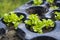 Selective focus shot of salad seedling