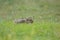 Selective focus shot of a scared brown hare taking cover with its ears down in a grassy field