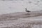 Selective focus shot of a seabird with a long beak walking in the water