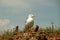 Selective focus shot of a seagull under the sunlight