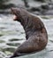 Selective focus shot of a seal with an opened mouth on a stone in Antarctica