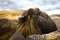 Selective focus shot of a seal relaxing in Antarctica