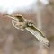 Selective focus shot of a short-eared owl (asio flammeus) in flight