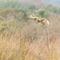 Selective focus shot of a short-eared owl (asio flammeus) in flight