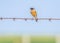 Selective focus shot of a Siberian stonechat looking into the camera while perched on a wire