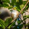 Selective focus shot of a Silvereye bird perched on a tree branch
