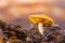 Selective focus shot of a single tiny mushroom growing in Tokai Forest, Cape Town