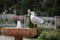 Selective focus shot of the sitting western gull