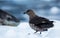 Selective focus shot of a skua standing on a snowy ground in Antarctica