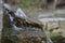 Selective focus shot of a slippery rock in nature