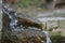 Selective focus shot of a slippery rock in nature