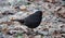 Selective focus shot of a small blackbird on fallen autumn leaves