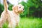 Selective focus shot of a small Cavapoo dog in a park