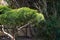 Selective focus shot of a small juniper tree in the garden