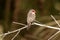 Selective focus shot of a small perching bird with a red beak on a tree branch