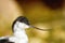 Selective focus shot of a small pied avocet with a blurred background