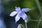 Selective focus shot of a small purple American bellflower with a blurry background