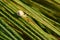 Selective focus shot of a small snail on dewy green grass in the morning sun