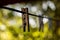 Selective focus shot of small wooden clothespins hanging from a wire with tress in the background