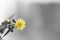 Selective focus shot of a small yellow flower with a blurry grey background