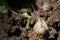 Selective focus shot of a snail crawling on the dirt in a garden