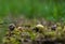 Selective focus shot of snails on the ground in the field sliding through the plants