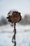 Selective focus shot of a snow-covered dry sunflower on a winter day