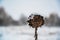 Selective focus shot of a snow-covered dry sunflower on a winter day