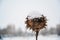 Selective focus shot of a snow-covered dry sunflower on a winter day