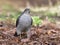 Selective focus shot of a sparrowhawk bird perched outdoors