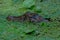 Selective focus shot of Spectacled caiman in Costa Rica