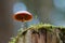 Selective focus shot of a spider under a brown hemispherical mushroom cap on a tree trunk