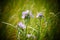 Selective focus shot of Spiders Wort wildflowers growing on the Missouri prairie