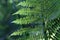 Selective focus shot of a sprig of green fern with brown spores on a blurred background