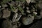 Selective focus shot of stones laying on the ground with green plants in the nighttime