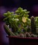 Selective focus shot of succulents covered with water drops in a pot on a purple background