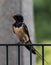 Selective focus shot of a swallow bird perching on metallic barrier