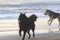 Selective focus shot of a Swedish Lapphund on the sandy shore