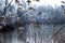 Selective focus shot of sweetgrass branches covered with snow growing near the lake