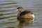 Selective focus shot of a swimming grebe