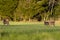 Selective focus shot of three deers standing on a grass field with trees in the background