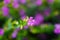 Selective focus shot of tiny purple false heather flowers