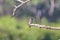 Selective focus shot of a tiny spotted flycatcher bird perched on a bare tree branch in the forest