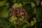 Selective focus shot of tree fuchsia flower buds