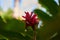 Selective focus shot of a tropical pink flower in Costa Rica